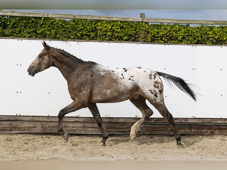 Studbook angloeuropeo Castrone 3 Anni 158 cm Leopard in Waddinxveen