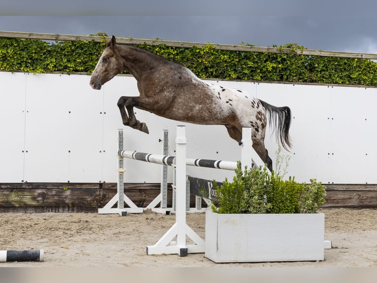 Studbook angloeuropeo Castrone 3 Anni 158 cm Leopard in Waddinxveen