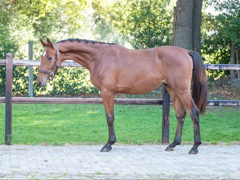 Studbook angloeuropeo Castrone 3 Anni 160 cm Baio in Veghel