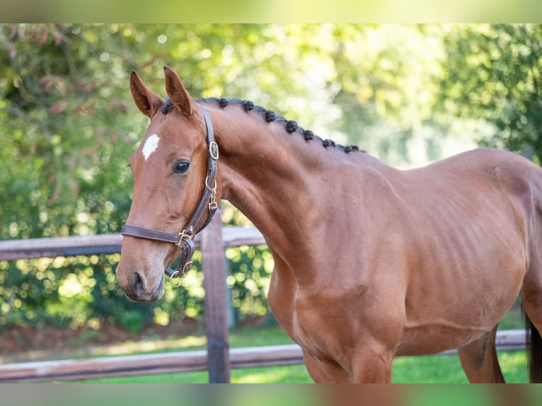 Studbook angloeuropeo Castrone 3 Anni 160 cm Baio in Veghel