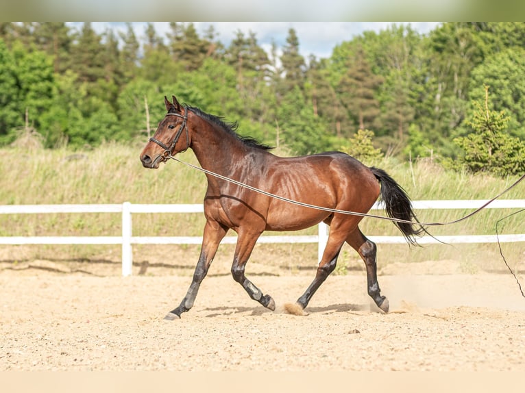 Studbook angloeuropeo Castrone 3 Anni 170 cm Baio in Warzenko