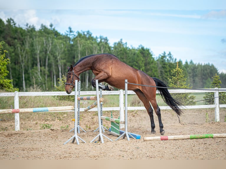 Studbook angloeuropeo Castrone 3 Anni 170 cm Baio in Warzenko