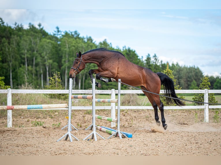 Studbook angloeuropeo Castrone 3 Anni 170 cm Baio in Warzenko