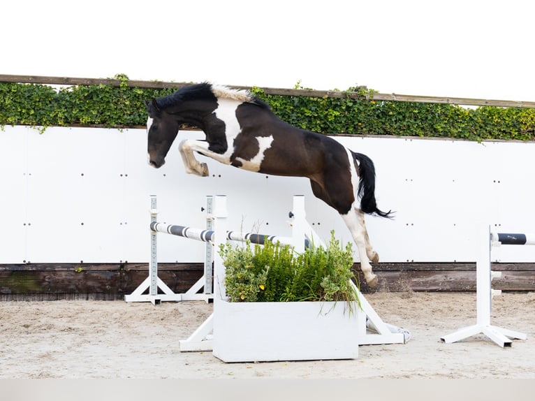 Studbook angloeuropeo Castrone 3 Anni 170 cm Pezzato in Waddinxveen Studbook angloeuropeo Castrone 3 Anni 170 cm Pezzato in Waddinxveen