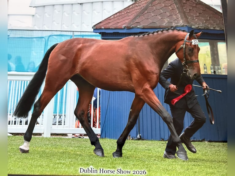 Studbook angloeuropeo Mix Castrone 3 Anni 178 cm Baio ciliegia in Goresbridge