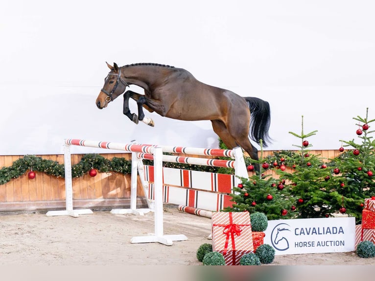 Studbook angloeuropeo Castrone 3 Anni Baio in Pozna&#x144;