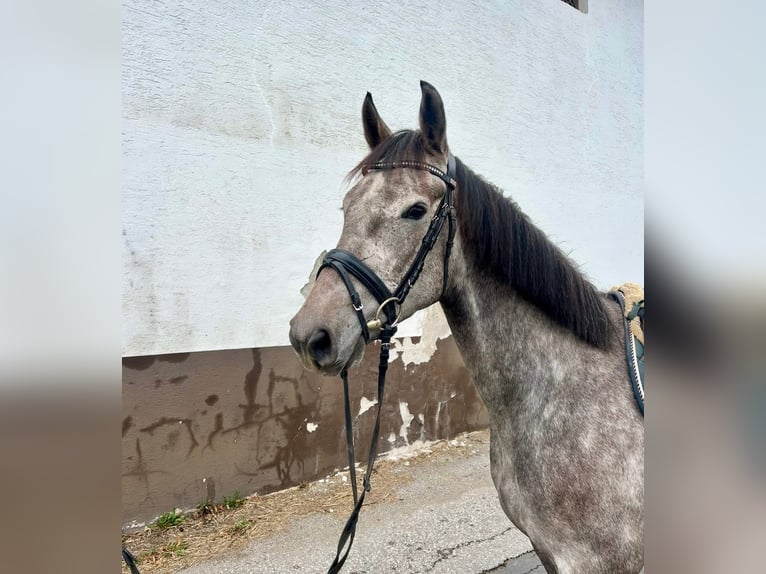 Studbook angloeuropeo Castrone 4 Anni 160 cm Grigio pezzato in Pelmberg