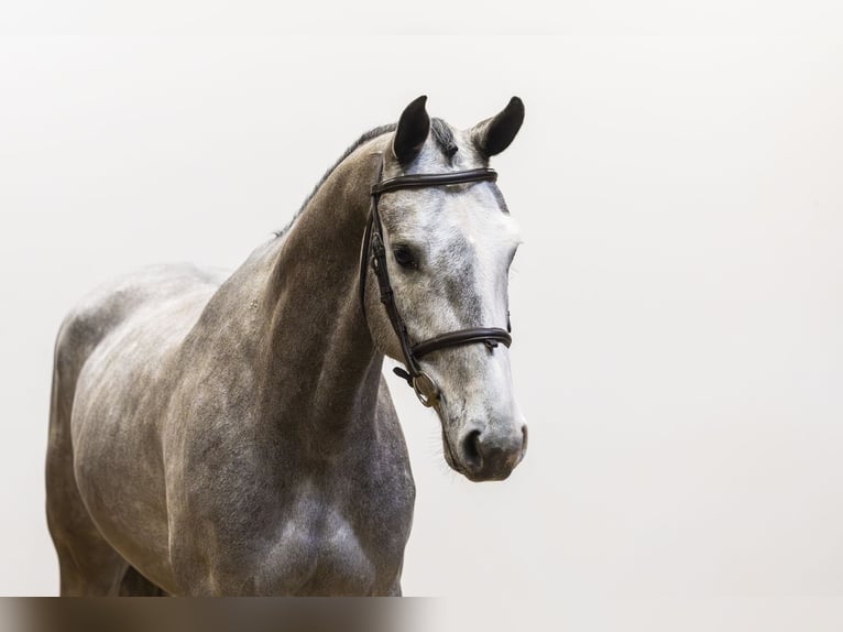 Studbook angloeuropeo Castrone 4 Anni 161 cm Grigio in Waddinxveen