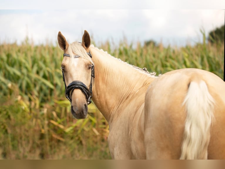 Studbook angloeuropeo Castrone 4 Anni 162 cm Palomino in Oudemirdum