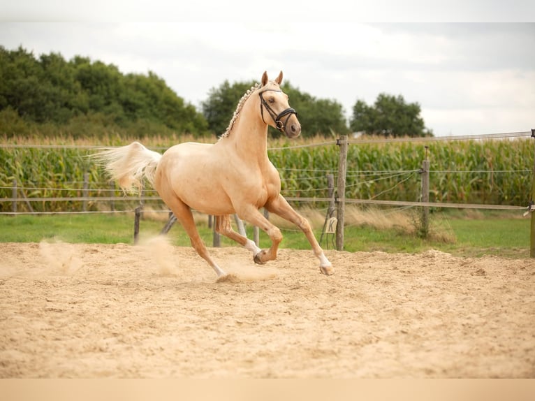 Studbook angloeuropeo Castrone 4 Anni 162 cm Palomino in Oudemirdum