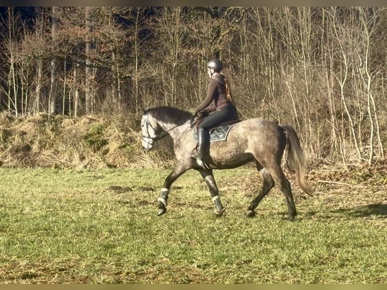 Studbook angloeuropeo Castrone 4 Anni 163 cm Grigio in Pelmberg