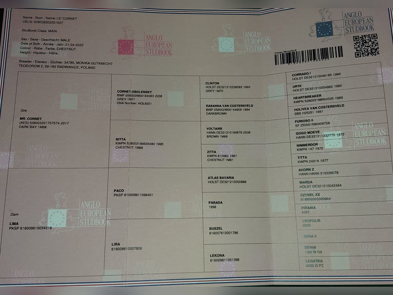 Studbook angloeuropeo Castrone 4 Anni 164 cm Sauro in Radzymin