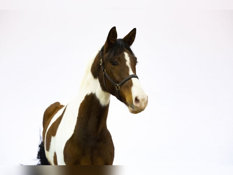 Studbook angloeuropeo Castrone 4 Anni 165 cm in Waddinxveen