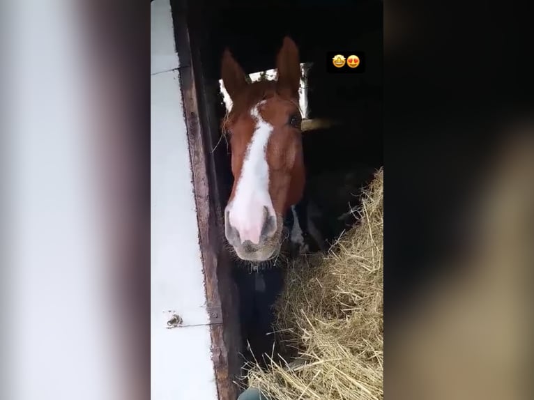 Studbook angloeuropeo Castrone 4 Anni 165 cm Sauro in Hekelgem