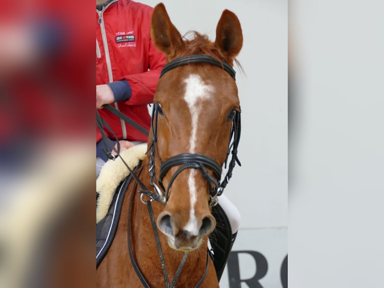 Studbook angloeuropeo Castrone 4 Anni 166 cm Sauro in Nowy Janków