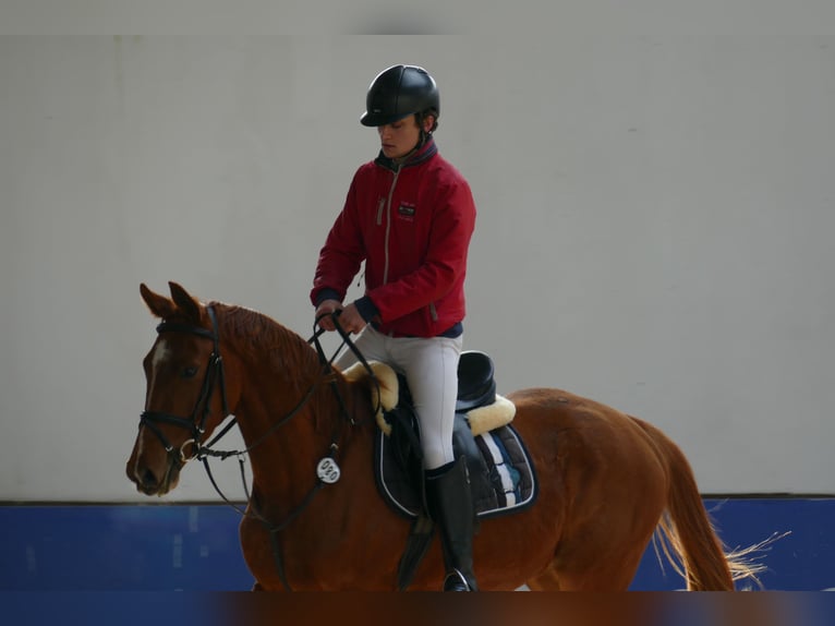 Studbook angloeuropeo Castrone 4 Anni 166 cm Sauro in Nowy Janków