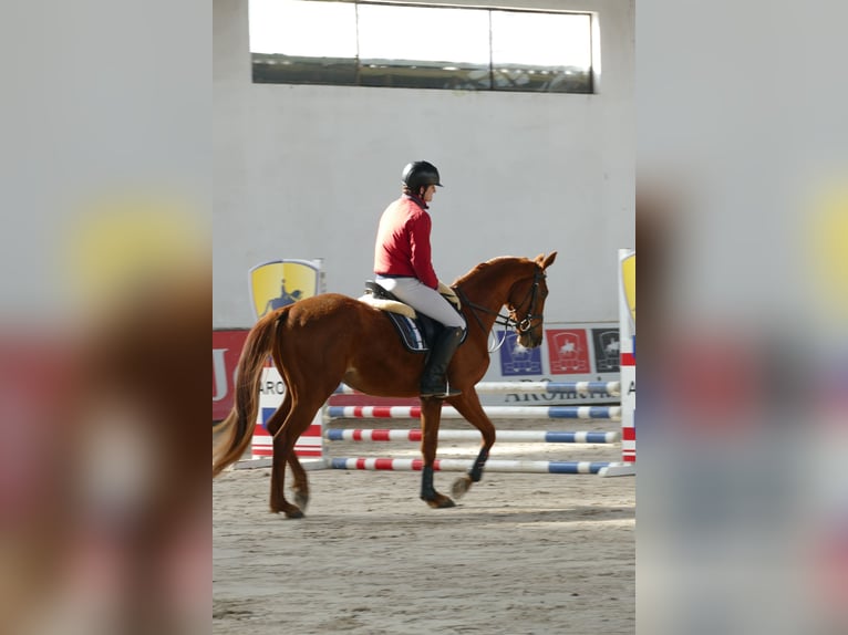 Studbook angloeuropeo Castrone 4 Anni 166 cm Sauro in Nowy Janków