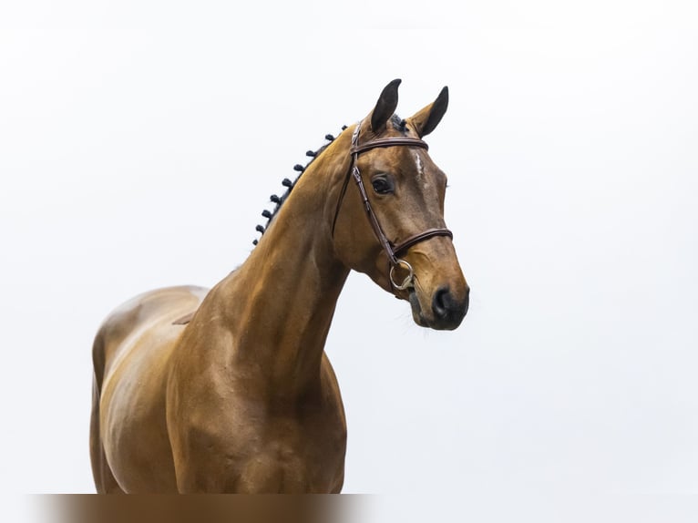 Studbook angloeuropeo Castrone 4 Anni 168 cm  in Waddinxveen