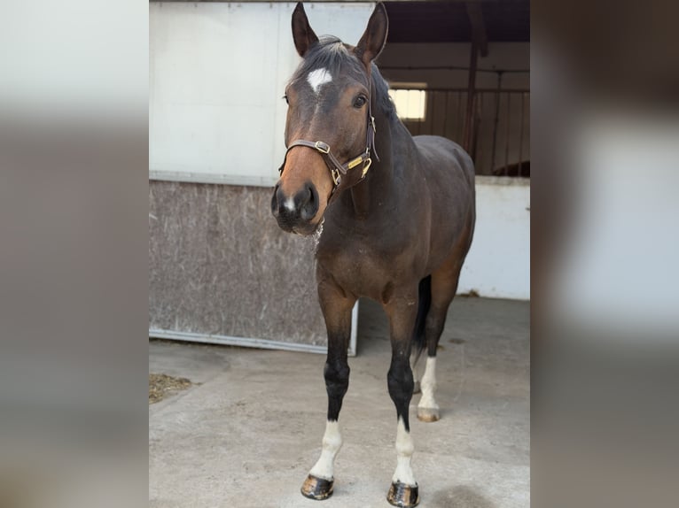 Studbook angloeuropeo Castrone 4 Anni 173 cm Baio nero in Krzepielów