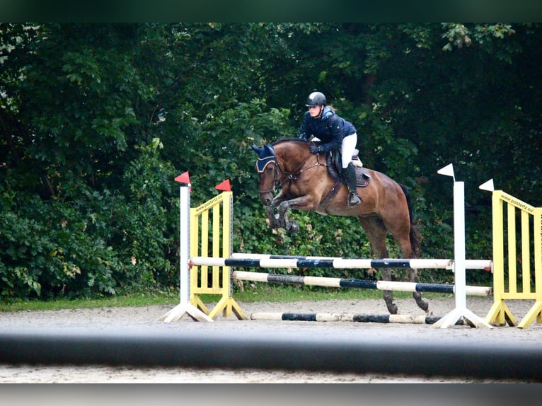 Studbook angloeuropeo Castrone 4 Anni 173 cm Baio scuro in Geldern