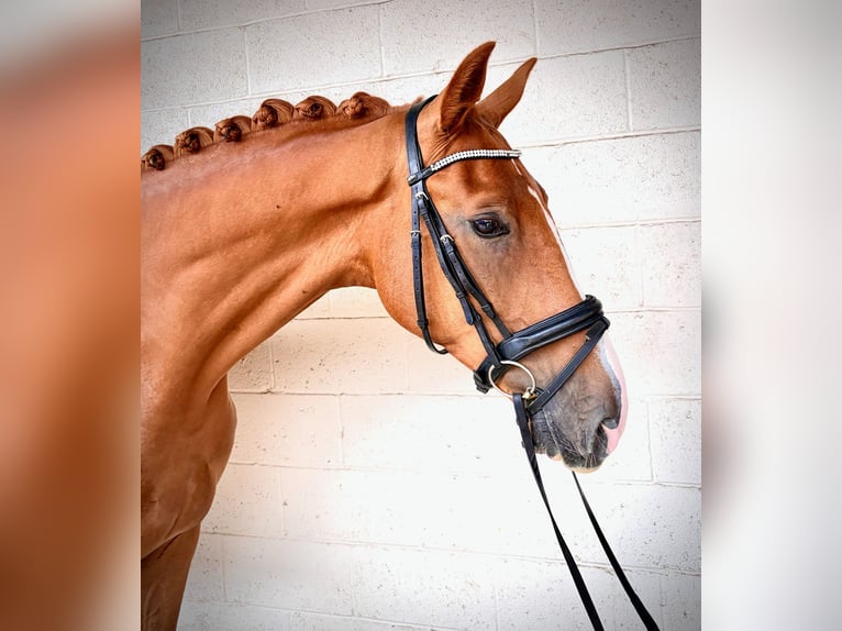 Studbook angloeuropeo Castrone 4 Anni 173 cm  in Grantham, Lincs