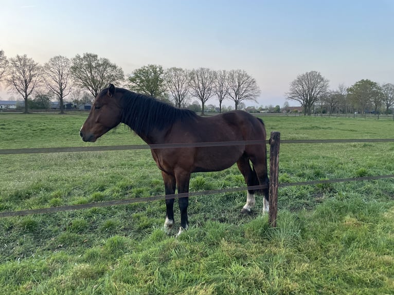 Studbook angloeuropeo Castrone 4 Anni Baio in Venray