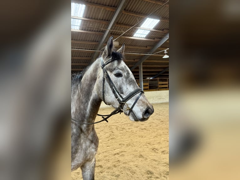 Studbook angloeuropeo Castrone 5 Anni 160 cm Grigio pezzato in Pelmberg