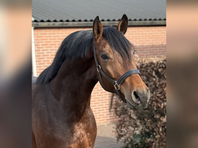 Studbook angloeuropeo Castrone 5 Anni 162 cm Baio in Zieuwent