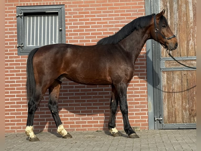 Studbook angloeuropeo Castrone 5 Anni 162 cm Baio in Zieuwent