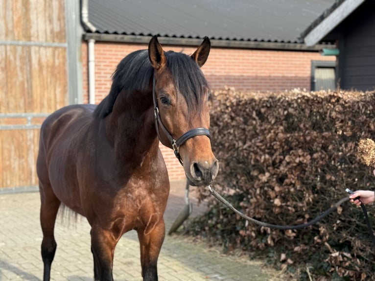 Studbook angloeuropeo Castrone 5 Anni 162 cm Baio in Zieuwent