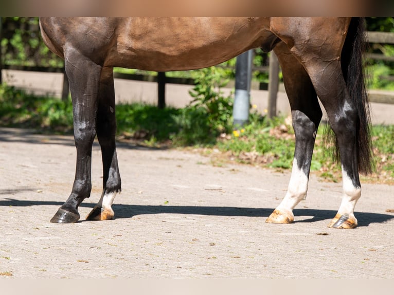 Studbook angloeuropeo Castrone 5 Anni 163 cm Baio in Grote-Brogel