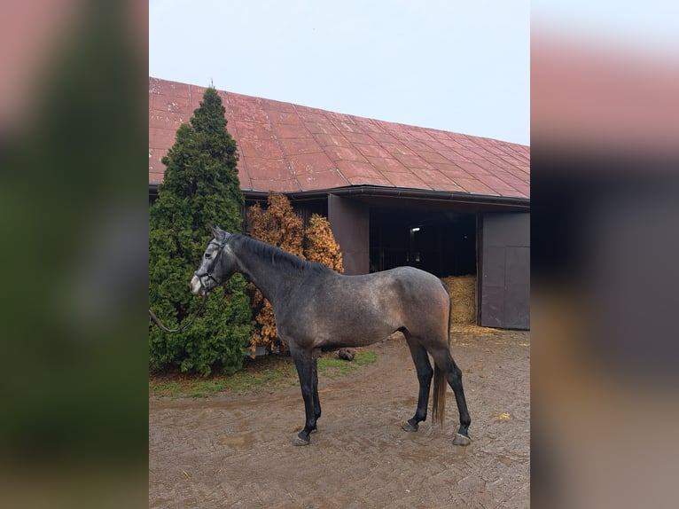 Studbook angloeuropeo Castrone 5 Anni 165 cm Grigio in Sulbiny