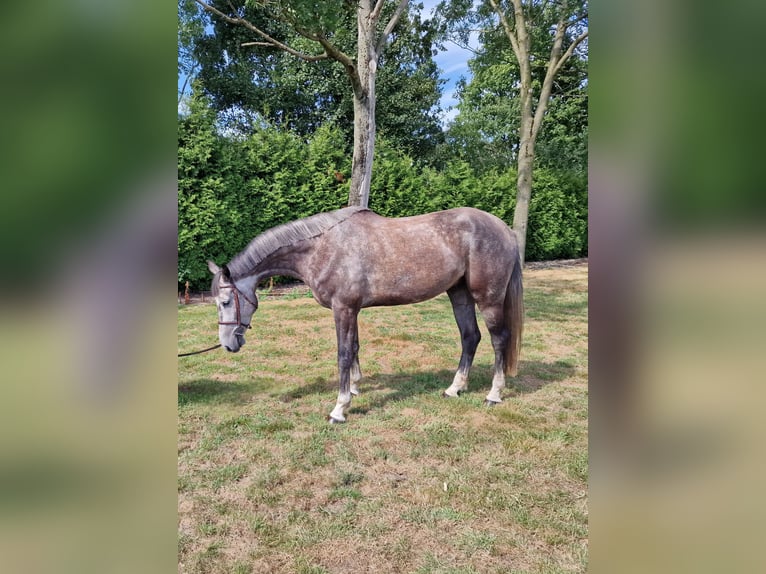 Studbook angloeuropeo Castrone 5 Anni 166 cm Grigio in Ysselsteyn