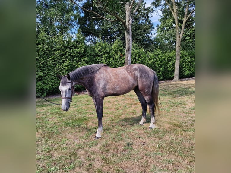 Studbook angloeuropeo Castrone 5 Anni 166 cm Grigio in Ysselsteyn