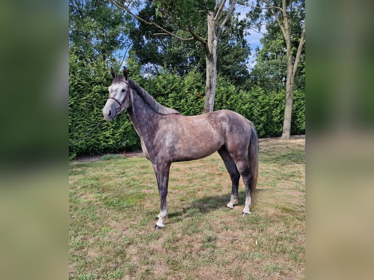 Studbook angloeuropeo Castrone 5 Anni 166 cm Grigio in Ysselsteyn