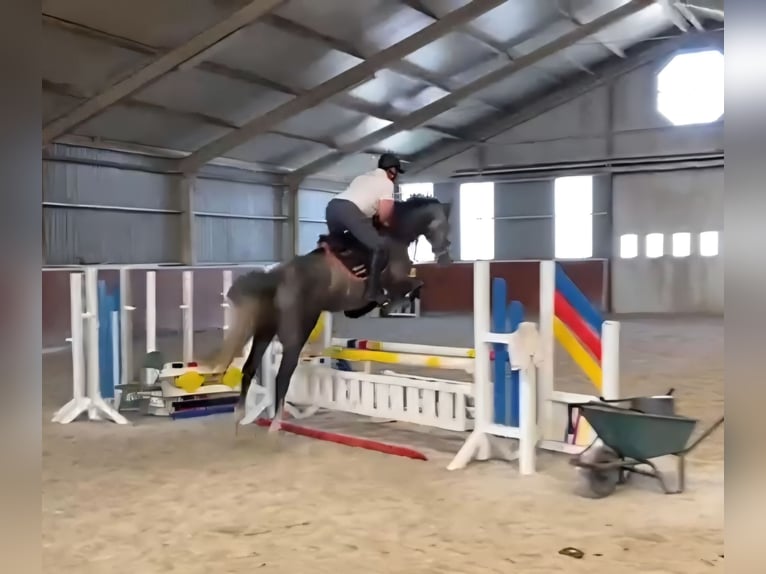 Studbook angloeuropeo Castrone 5 Anni 166 cm Grigio in Ysselsteyn