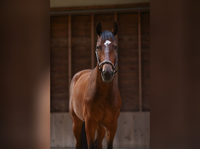 Studbook angloeuropeo Castrone 5 Anni 172 cm Baio scuro in Hellendoorn