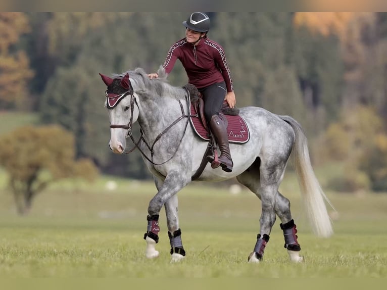 Studbook angloeuropeo Castrone 5 Anni 173 cm Grigio pezzato in Schlins