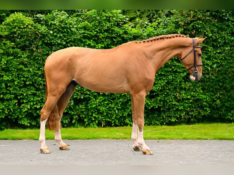 Studbook angloeuropeo Castrone 5 Anni 173 cm Sauro in Bladel