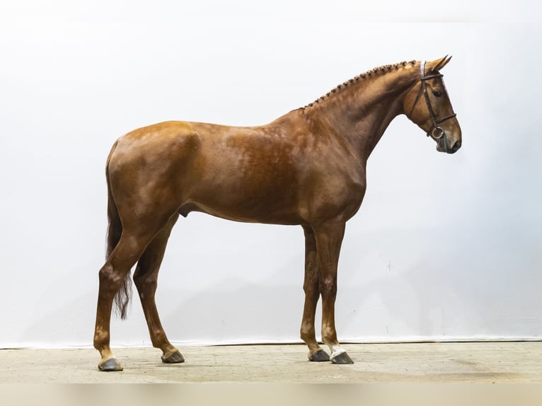 Studbook angloeuropeo Castrone 5 Anni 178 cm  in Waddinxveen