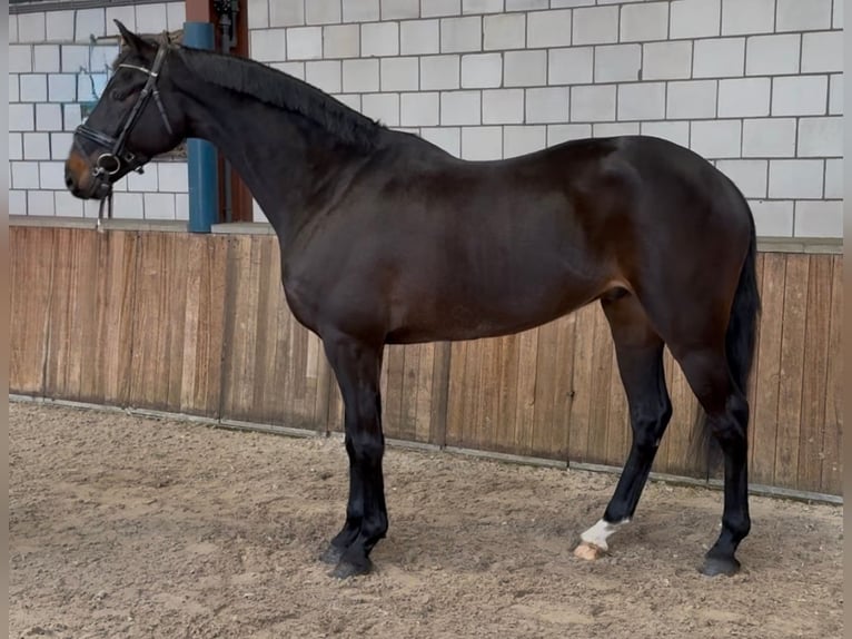 Studbook angloeuropeo Castrone 6 Anni 168 cm Baio scuro in Ciofliceni