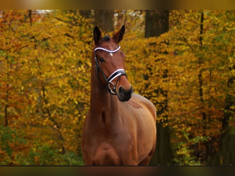 Studbook angloeuropeo Castrone 6 Anni 175 cm Baio in Gleichen