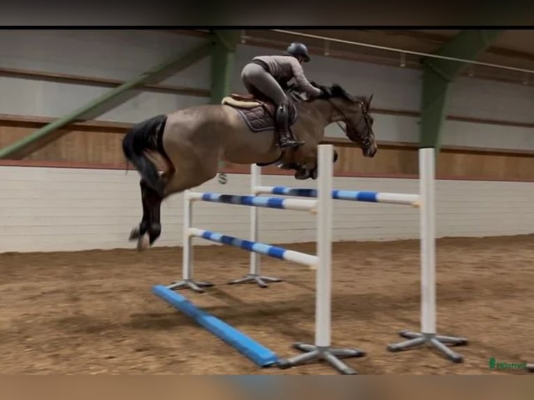 Studbook angloeuropeo Castrone 6 Anni 175 cm Baio in Norberg