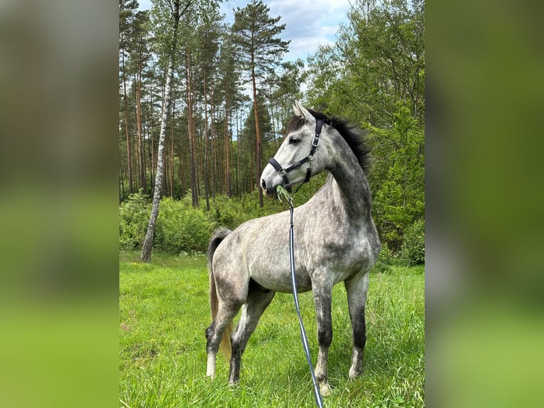 Studbook angloeuropeo Castrone 6 Anni 175 cm Grigio in Masłowice Tuchomskie