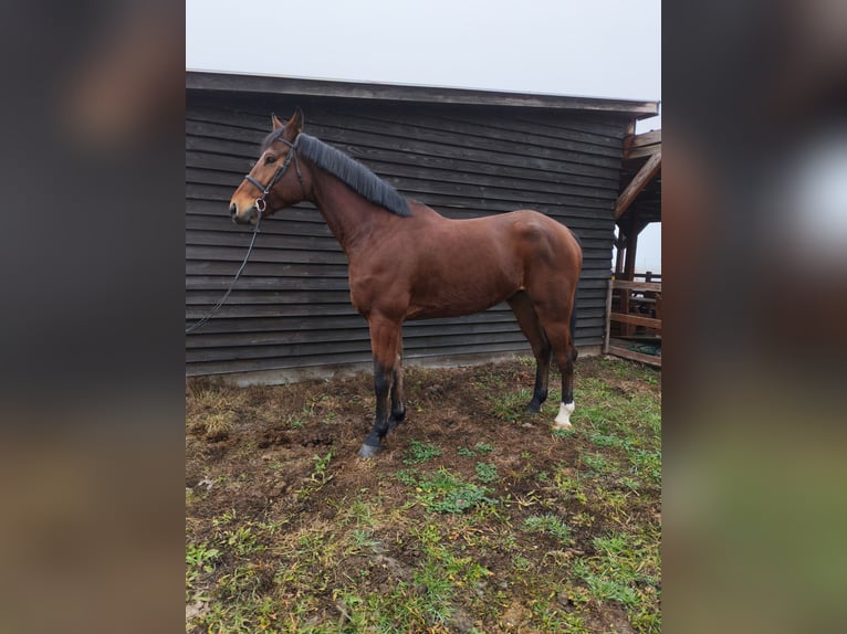 Studbook angloeuropeo Castrone 6 Anni 180 cm Baio in Vámosszabadi