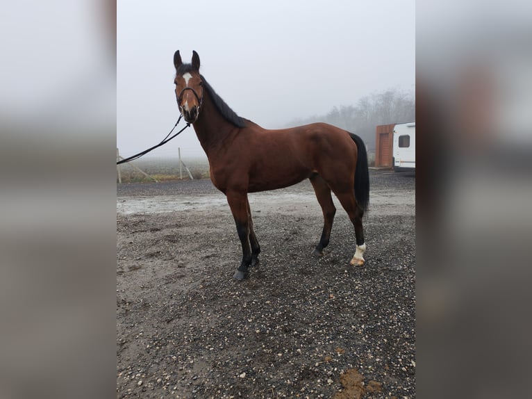 Studbook angloeuropeo Castrone 6 Anni 180 cm Baio in Vámosszabadi