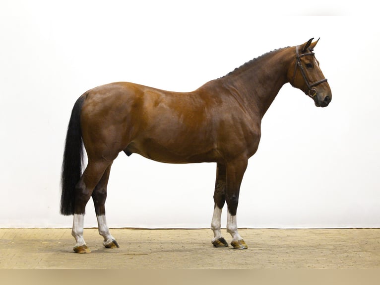 Studbook angloeuropeo Castrone 7 Anni 162 cm Baio in Waddinxveen Studbook angloeuropeo Castrone 7 Anni 162 cm Baio in Waddinxveen