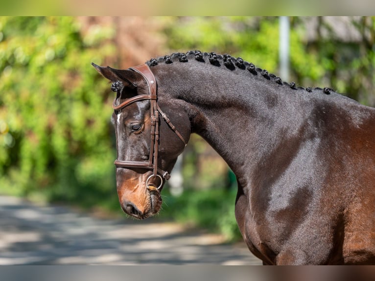Studbook angloeuropeo Castrone 7 Anni 166 cm Baio in Grote-Brogel