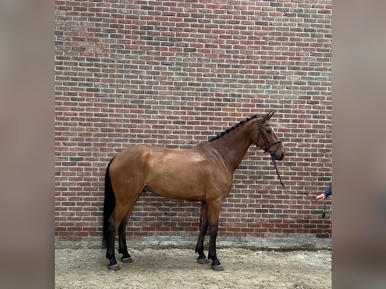 Studbook angloeuropeo Castrone 7 Anni 170 cm Baio in Grote-Brogel