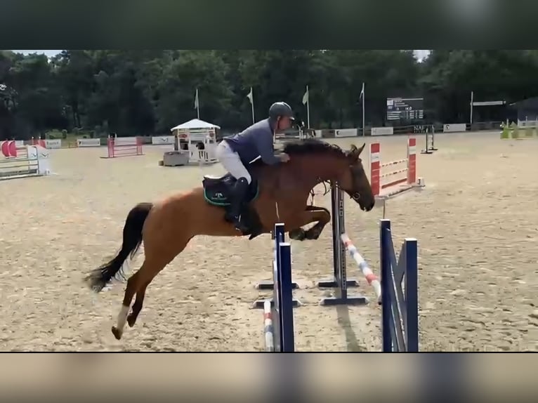 Studbook angloeuropeo Castrone 7 Anni 174 cm Baio in Ysselsteyn